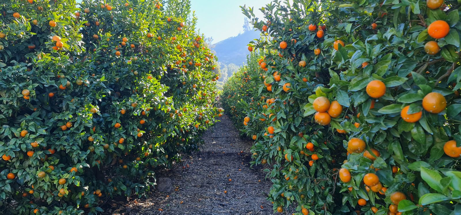 Cultivo de mandarinas